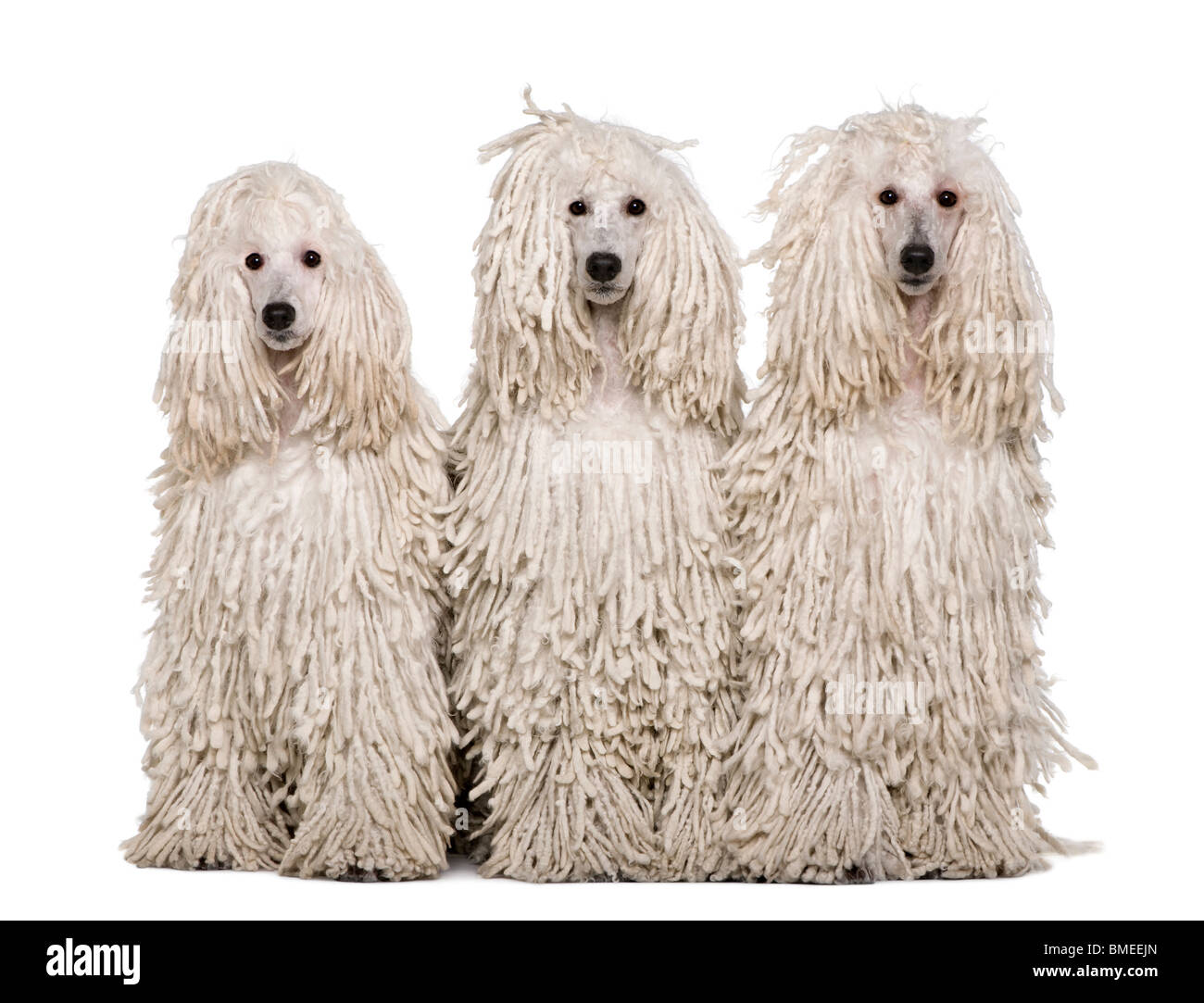 Three White Corded standard Poodles sitting in front of white background Stock Photo