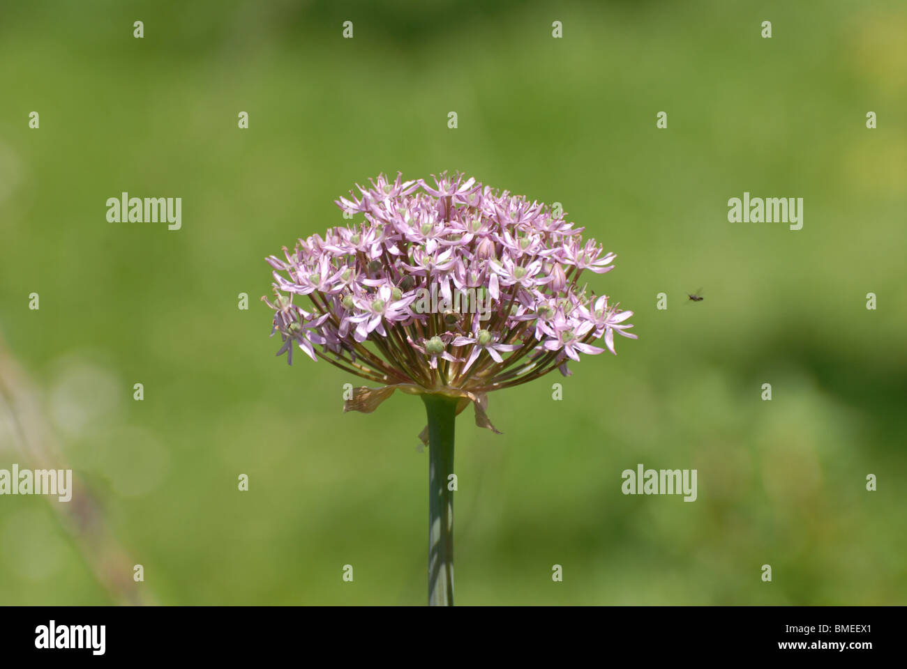 Allium nigrum and insect Stock Photo