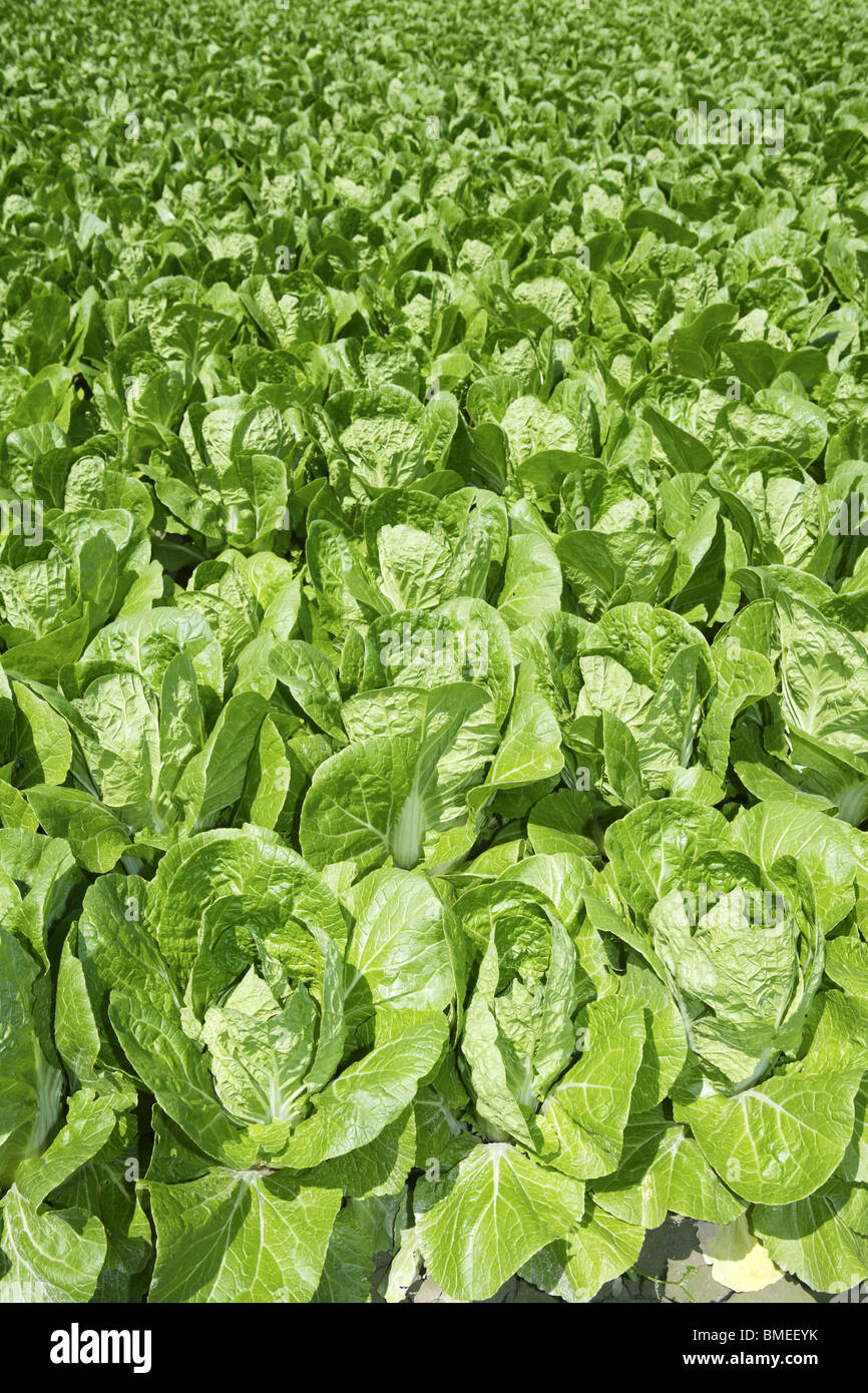 cabbage green vegetables field in spring farmland agriculture Stock