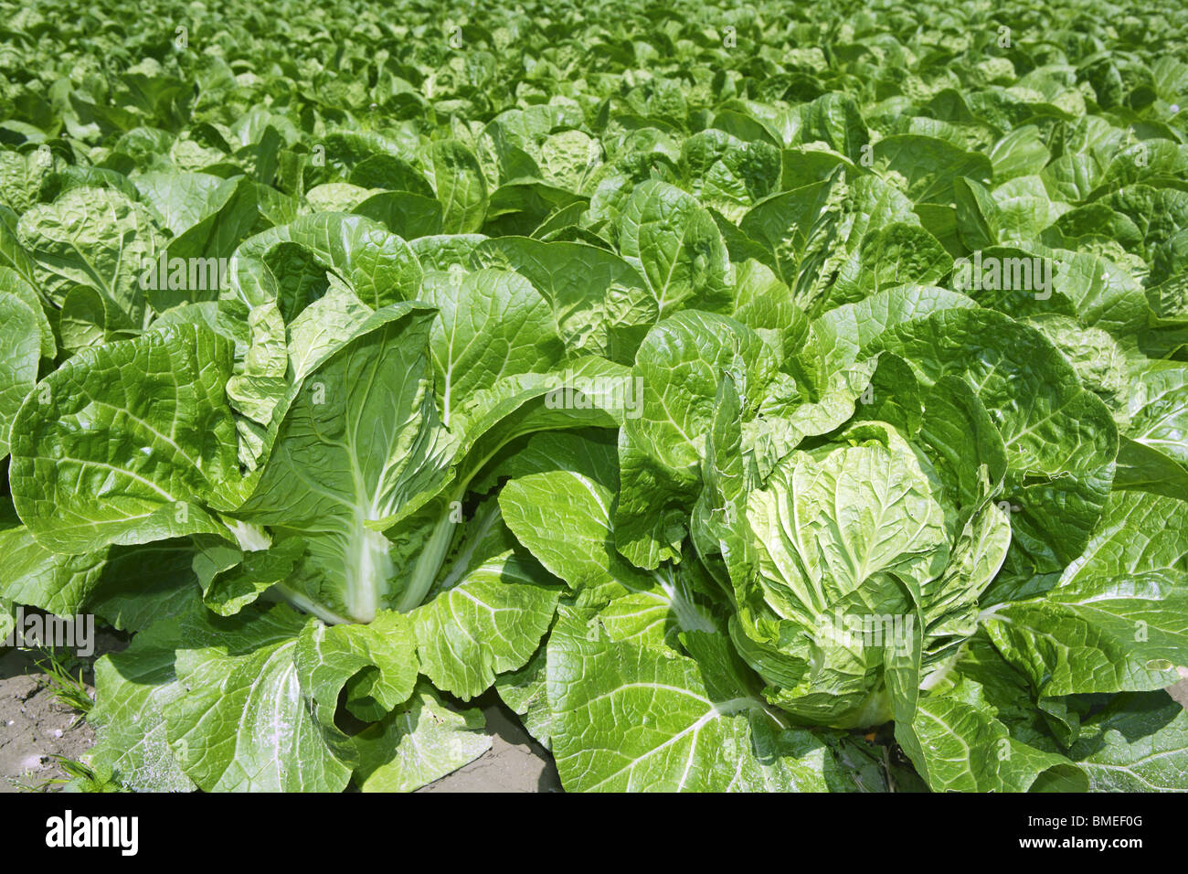 cabbage green vegetables field in spring farmland agriculture Stock