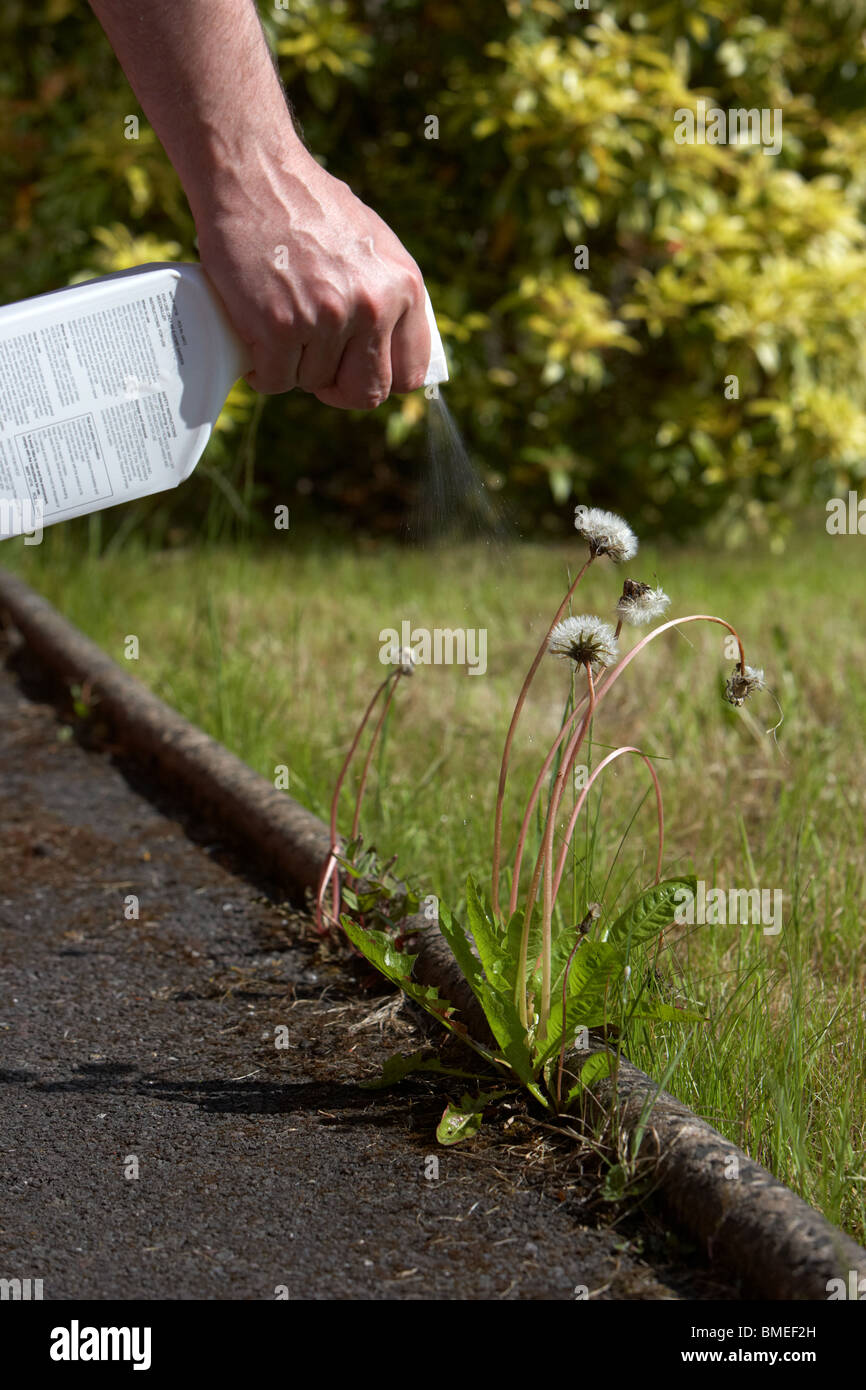 man spraying a dandelion plant with a hand held weedkiller spray in the uk Stock Photo
