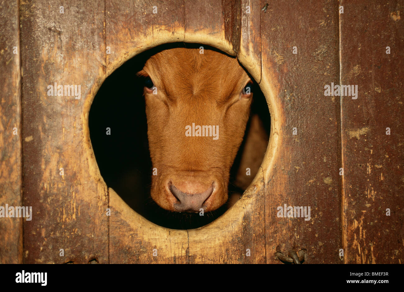 Cow looking through hole Stock Photo Alamy