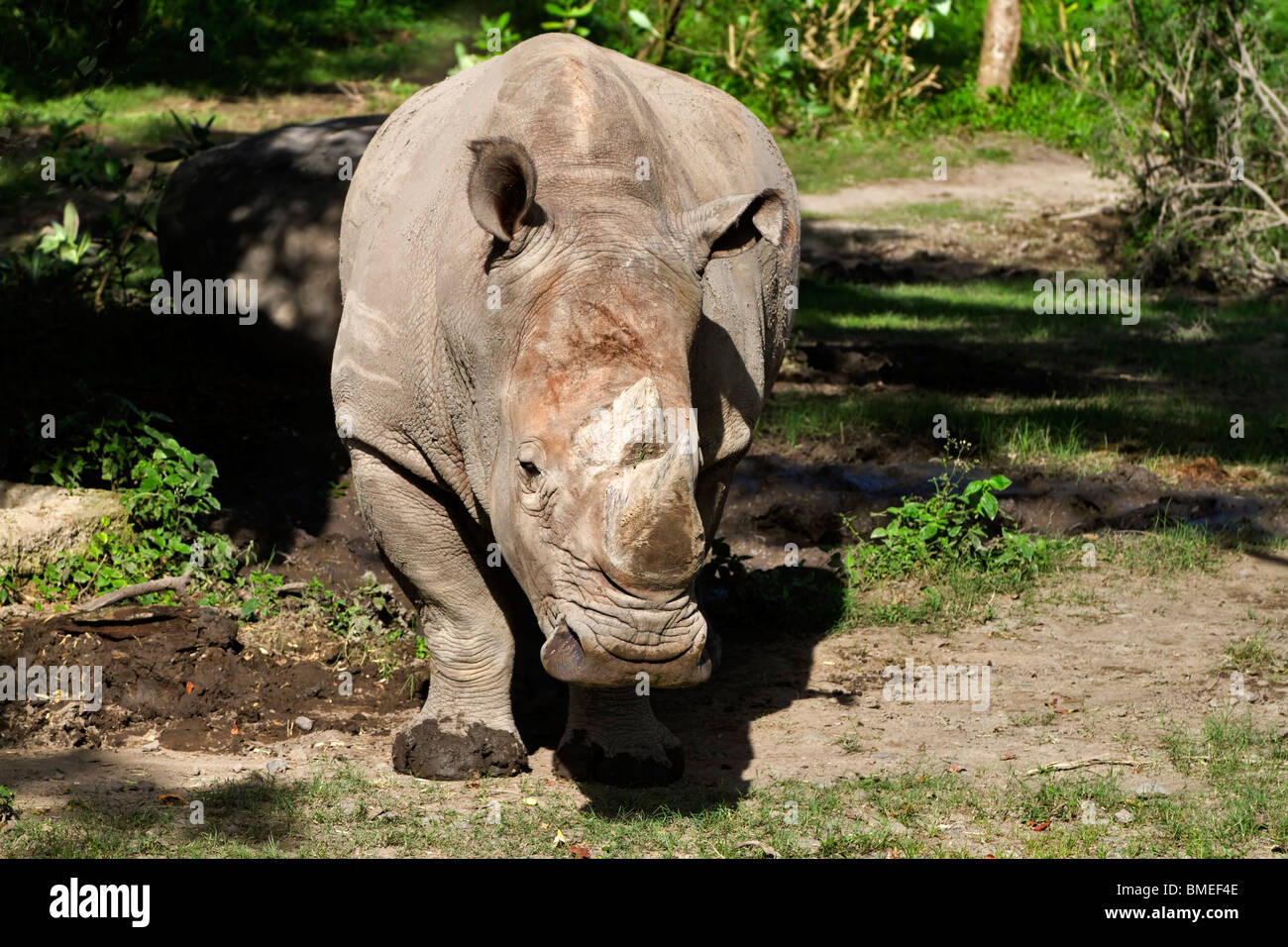 White Rhinoceros or Square-lipped rhinoceros (Ceratotherium simum) Stock Photo