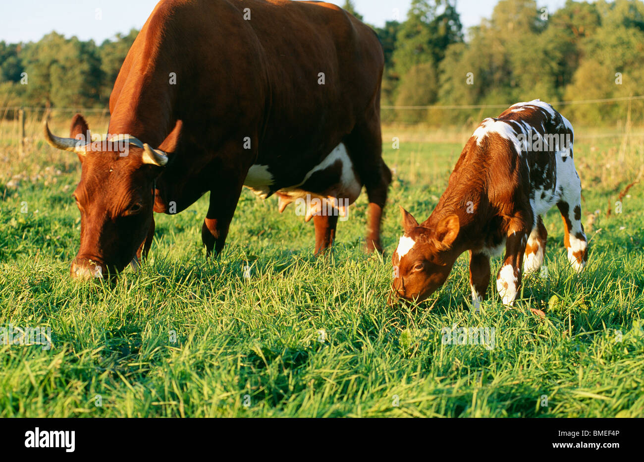 Cow and calf grazing in field Stock Photo - Alamy