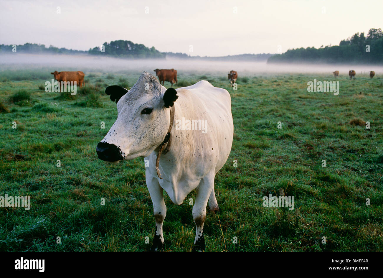 View of cows in field Stock Photo