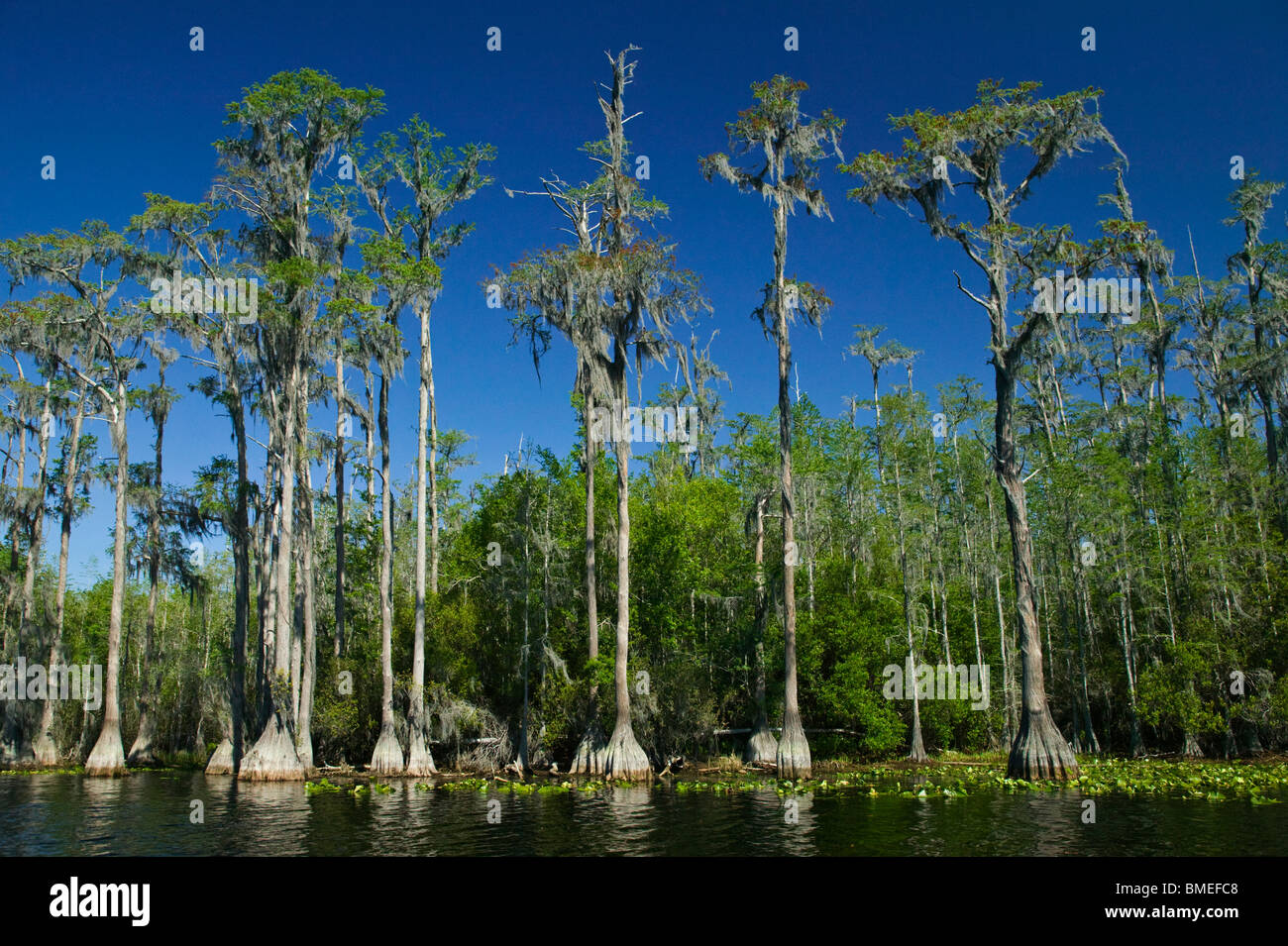 North America, USA, View of watercourse with bald cypress tress Stock Photo