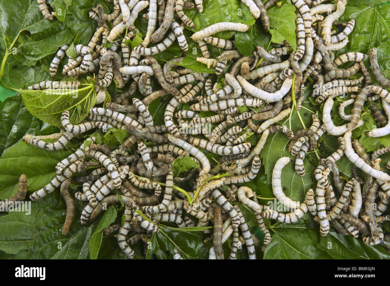 silkworms eating mulberry leaf closeup nature silk worms Stock Photo