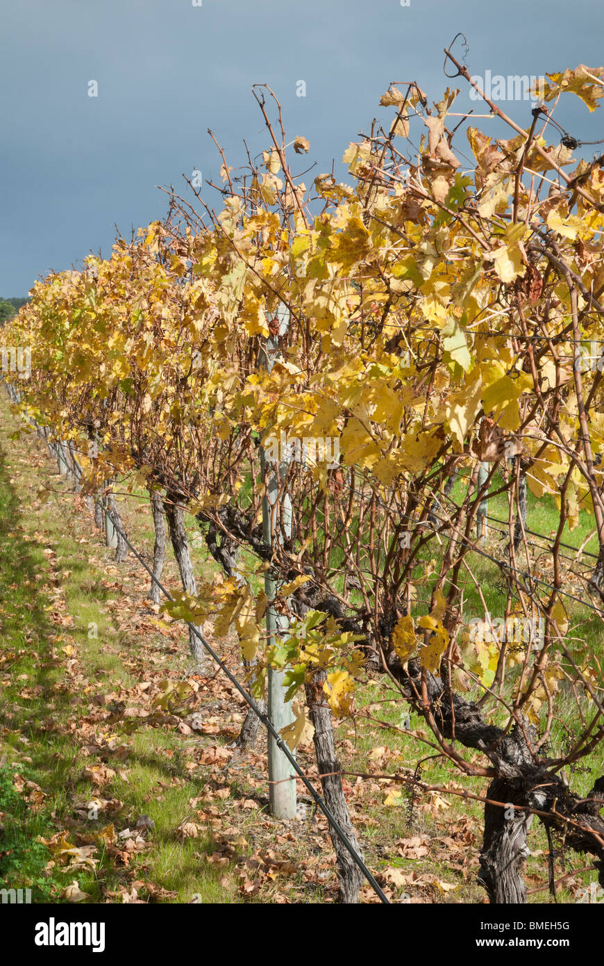 Australia grapevines rows autumn hires stock photography and images
