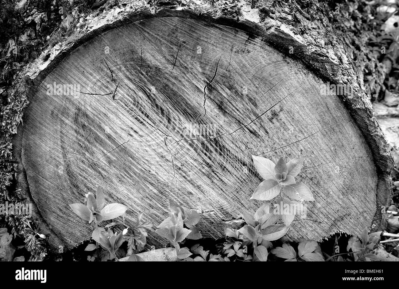 A felled tree, Strid Wood, Bolton Abbey, North Yorkshire, England, Stock Photo