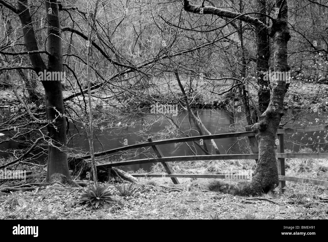 The River Wharfe, Strid Wood, Bolton Abbey, North Yorkshire, England, Stock Photo