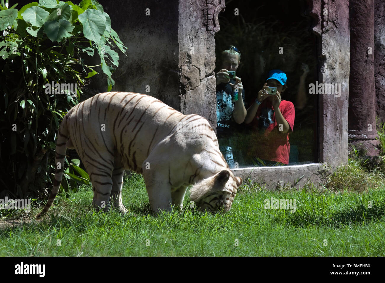 White tiger, panthera tigris, male looking for food while tourists take pictures. Stock Photo