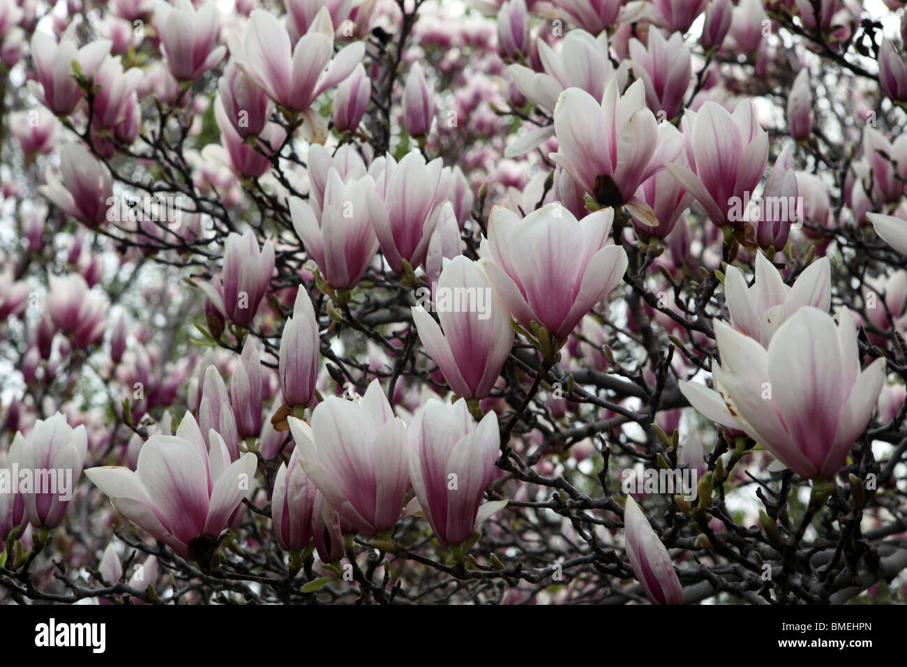 Magnolia trees in the garden Upper Niagara fall Ontario Canada
