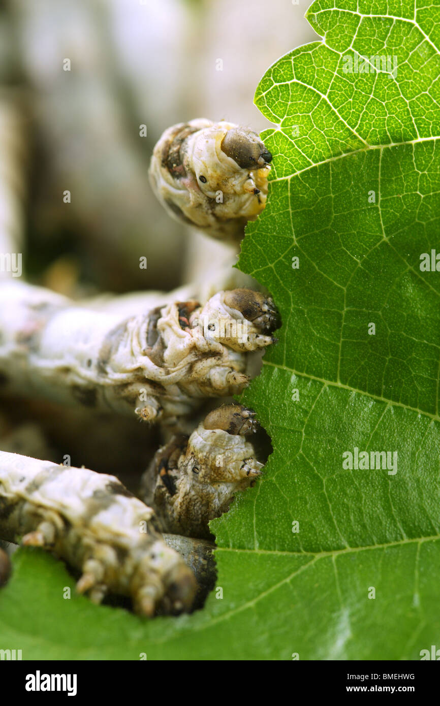 silkworms eating mulberry leaf closeup nature silk worms Stock Photo