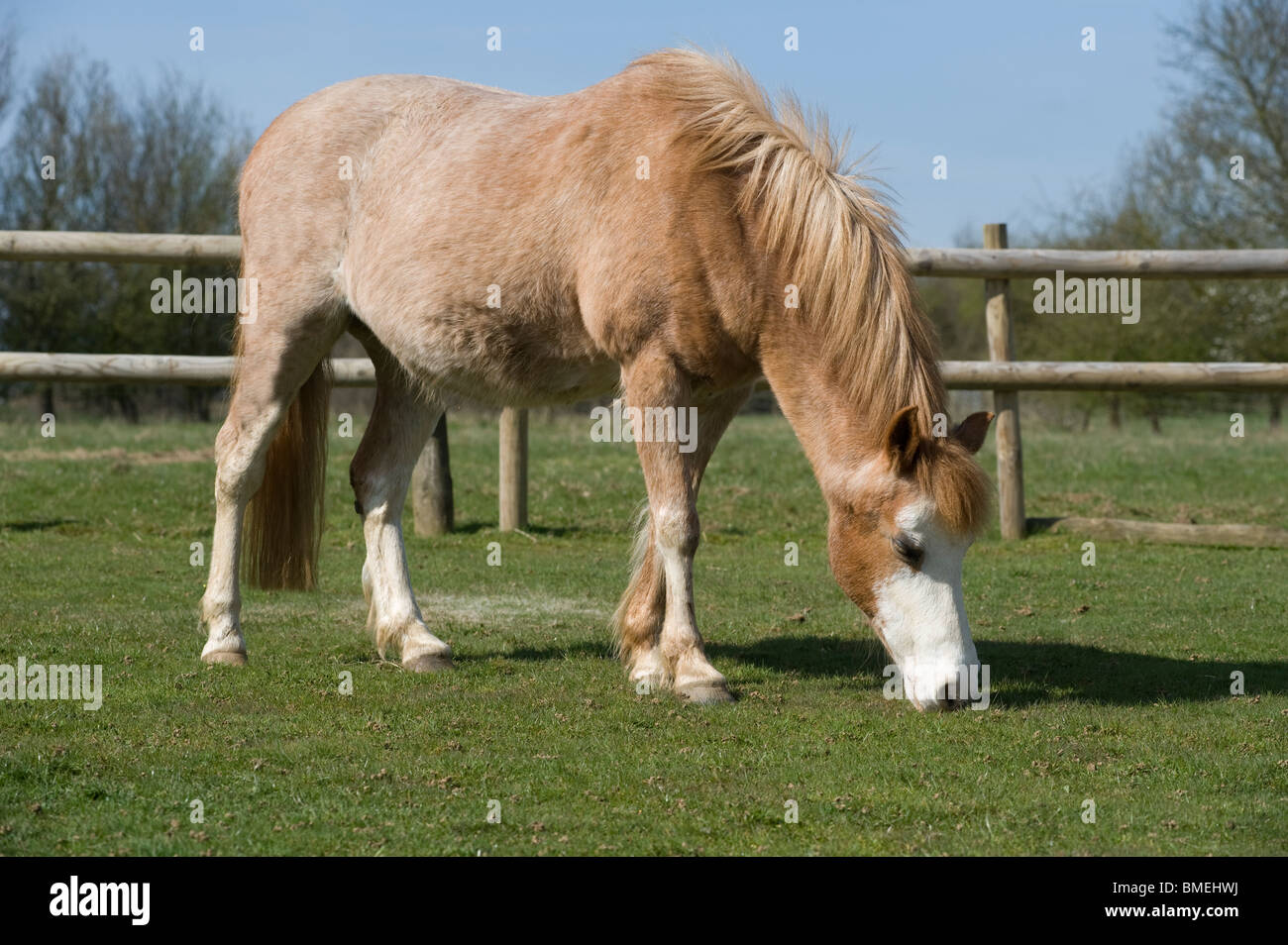 Strawberry roan new forest horse at an animal rescue centre. Stock Photo