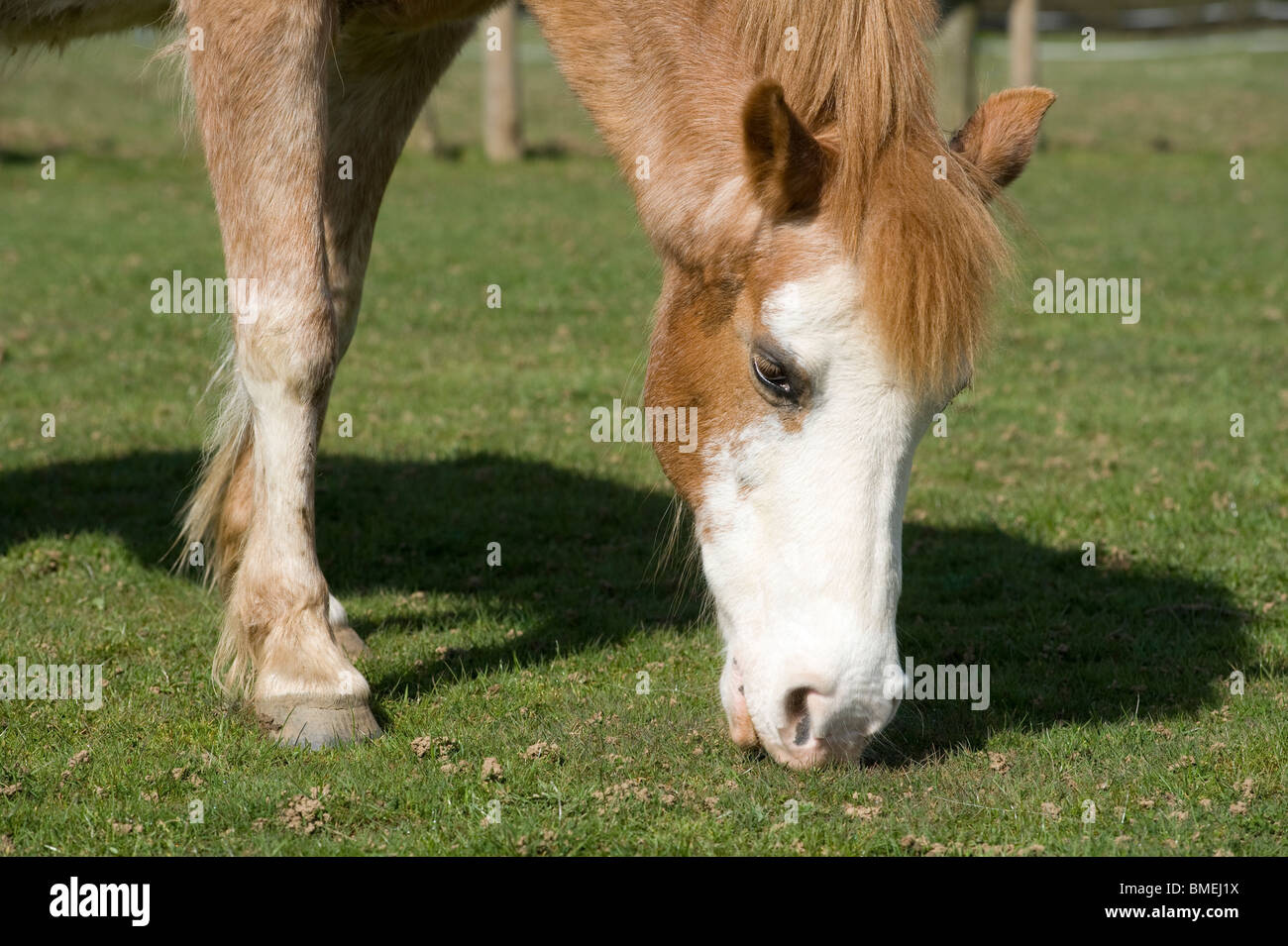 Strawberry roan new forest horse at an animal rescue centre. Stock Photo