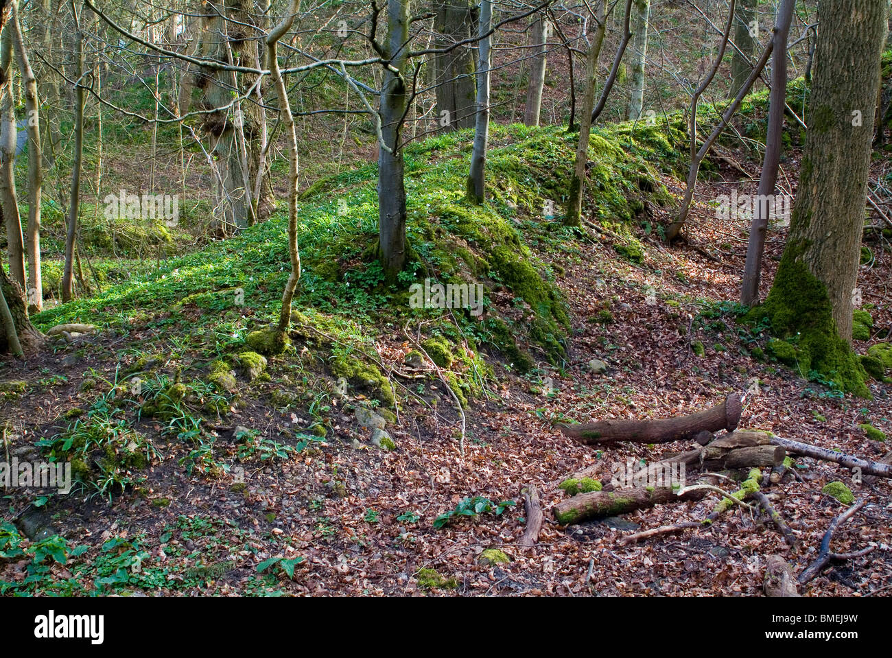 Strid Wood, Bolton Abbey, North Yorkshire, England, Stock Photo