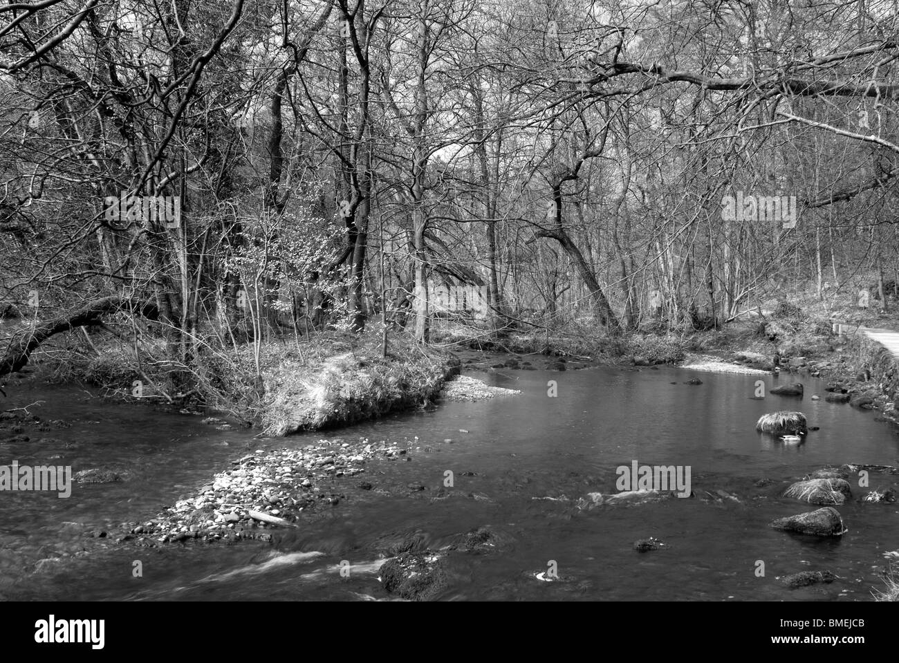 The River Wharfe, Strid Wood, Bolton Abbey, North Yorkshire, England, Stock Photo