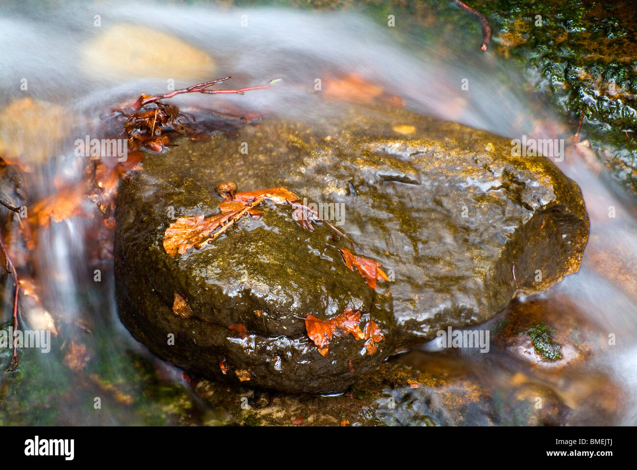 Leaves on a rock in a small stream, Strid Wood, Bolton Abbey, North Yorkshire, England, Stock Photo