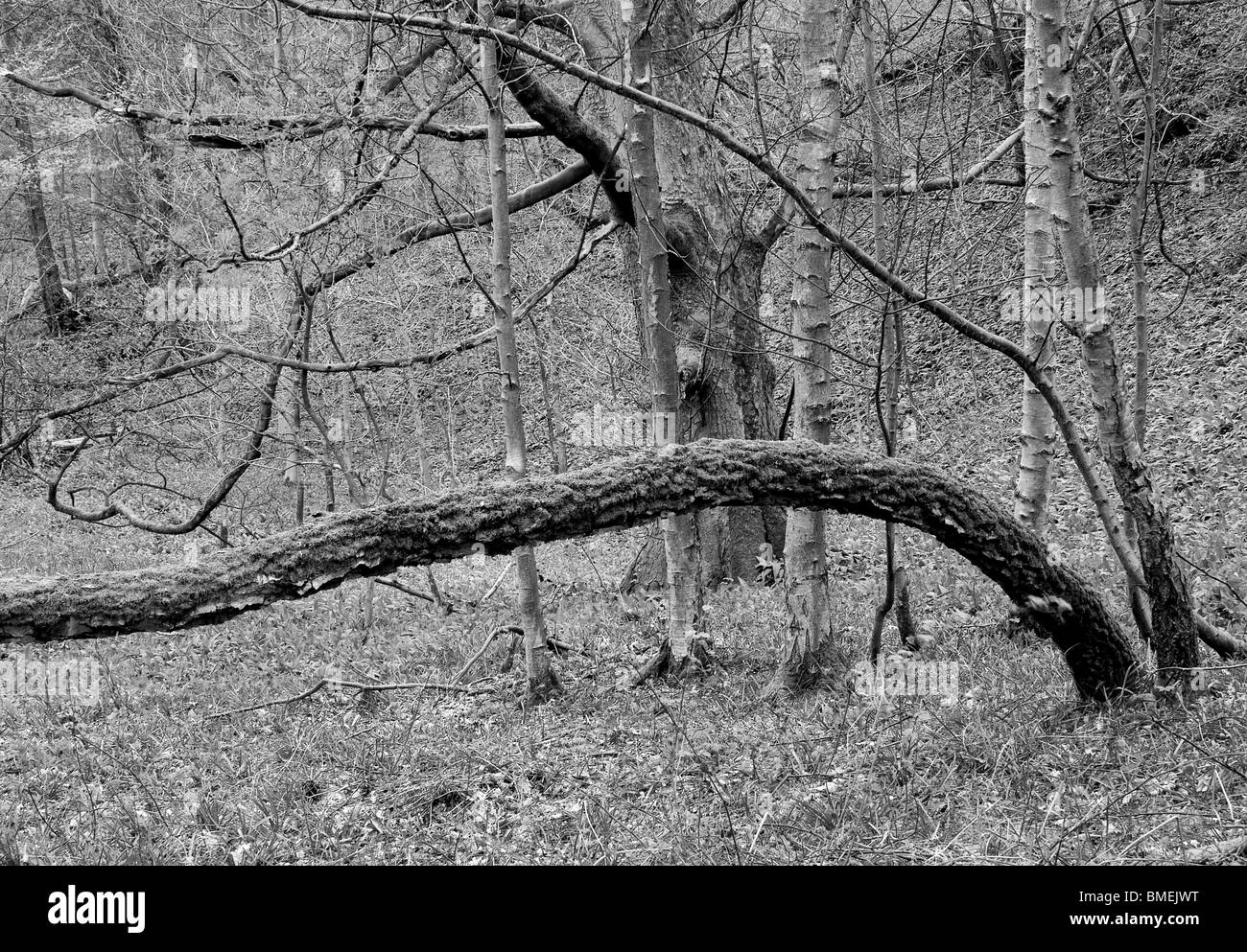 Strid Wood, Bolton Abbey, North Yorkshire, England, Stock Photo