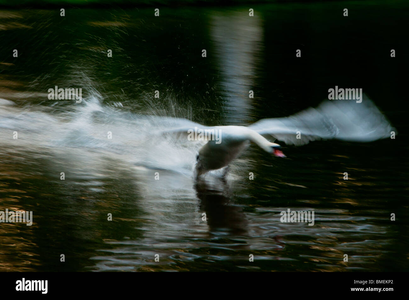 Landing bird motion flapping hi-res stock photography and images - Alamy