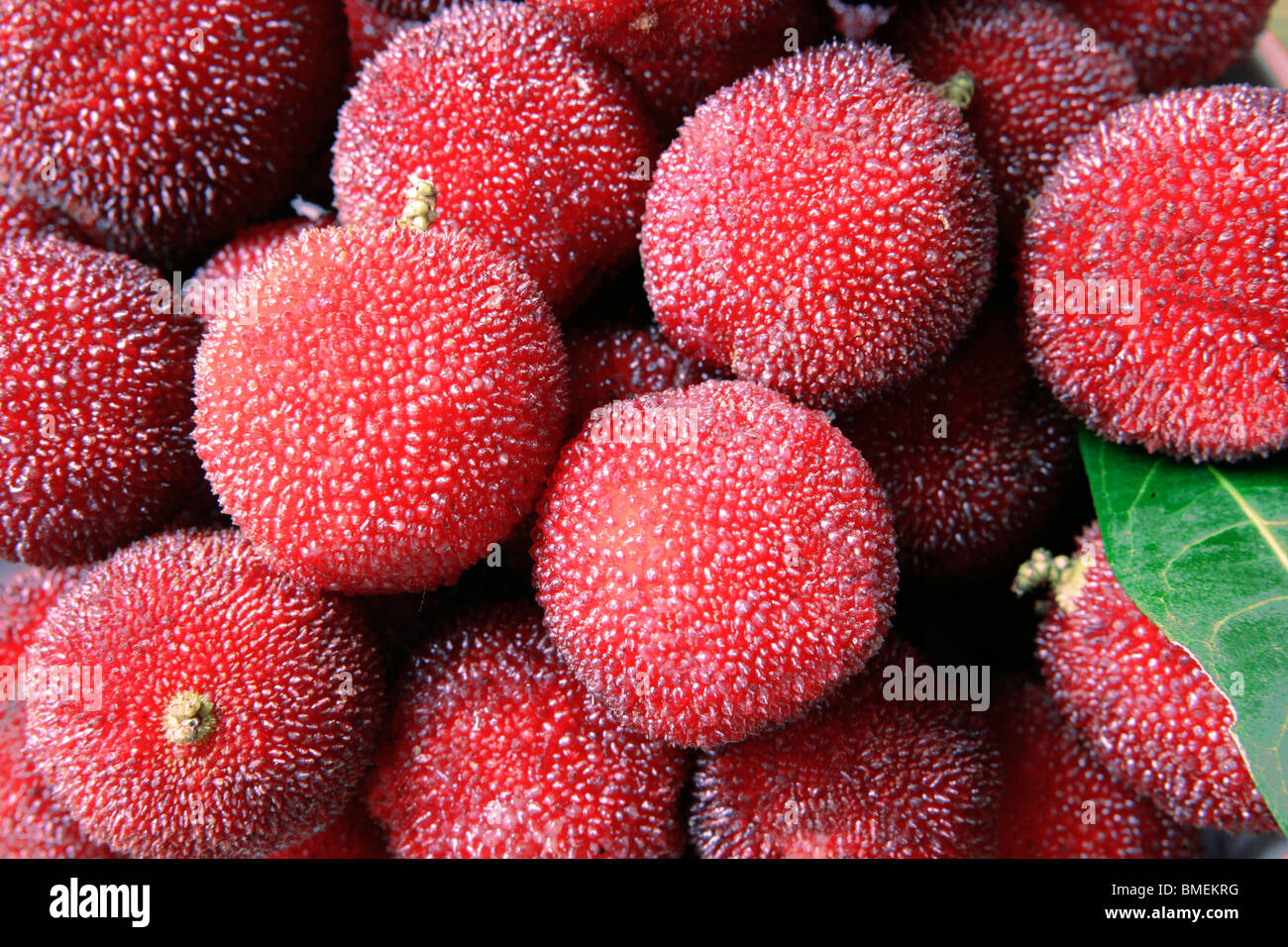 Chinese Bayberry, Ningbo, Zhejiang Province, China Stock Photo - Alamy