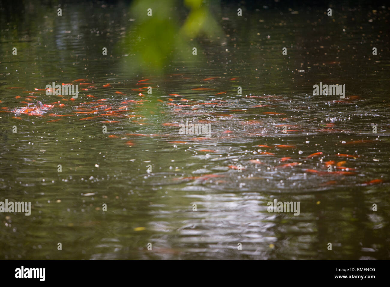 A school of Red Carp in Red Carp Pond, West Lake, Hangzhou City, Zhejiang Province, China Stock Photo