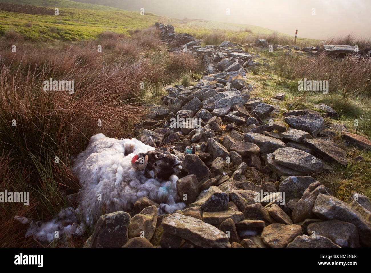 Dead ewe sheep lies decomposing at a collapsed dry stone wall on Nether Moor, Derbyshire. Stock Photo