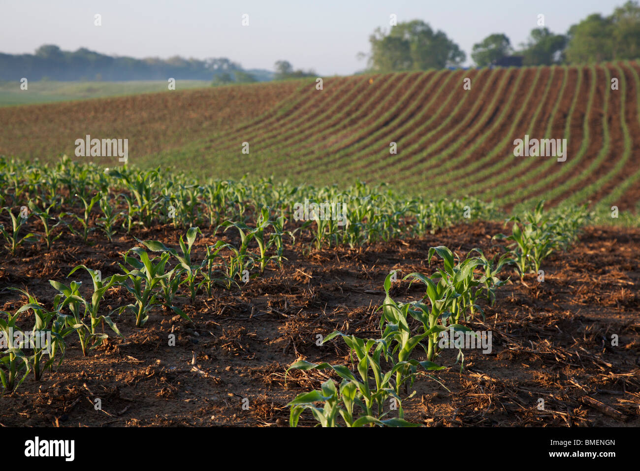 New Palestine, Indiana - A corn crop on a farm in central Indiana. Stock Photo