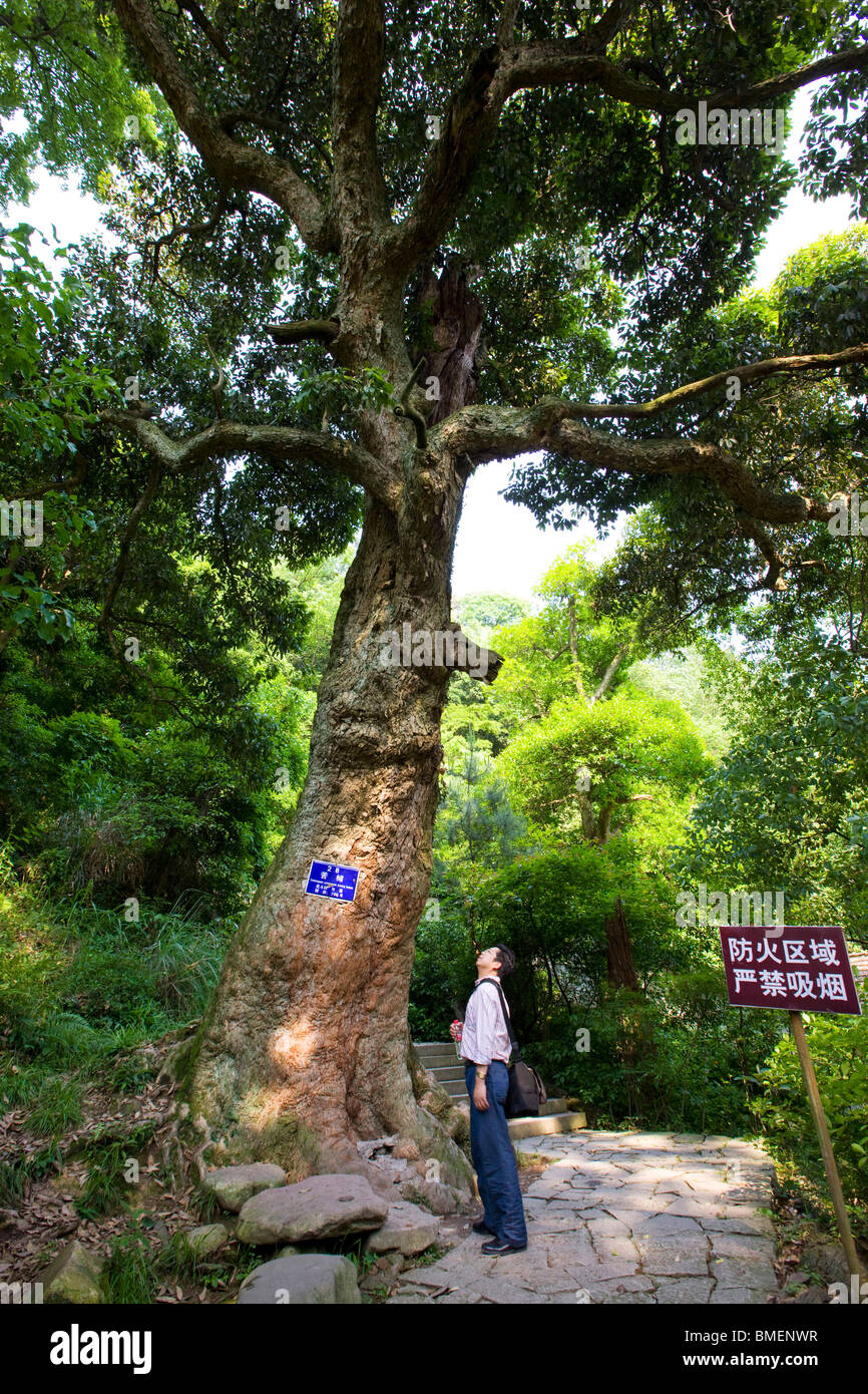 Tourist observing old Castanopsis Tree, Guodong Ancient Ecological Village, Jinhua City, Zhejiang Province, China Stock Photo