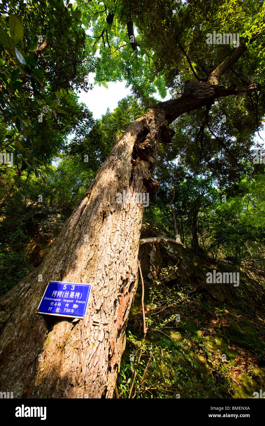 Old Castanopsis tree in Guodong Ancient Ecological Village, Jinhua City, Zhejiang Province, China Stock Photo