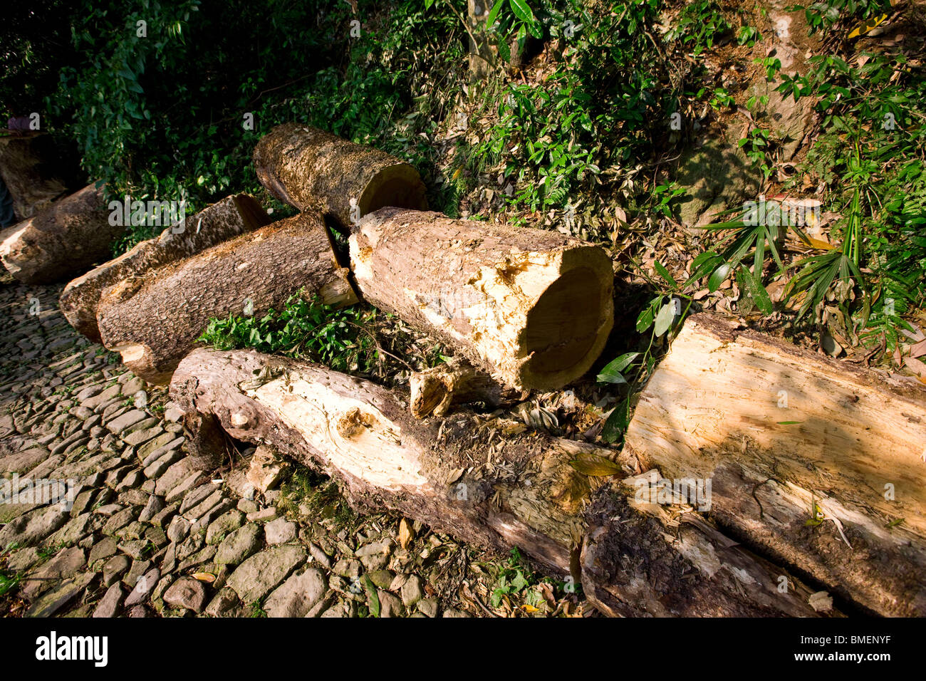Large wood logs beside stone paved road in Guodong Ancient Ecological ...