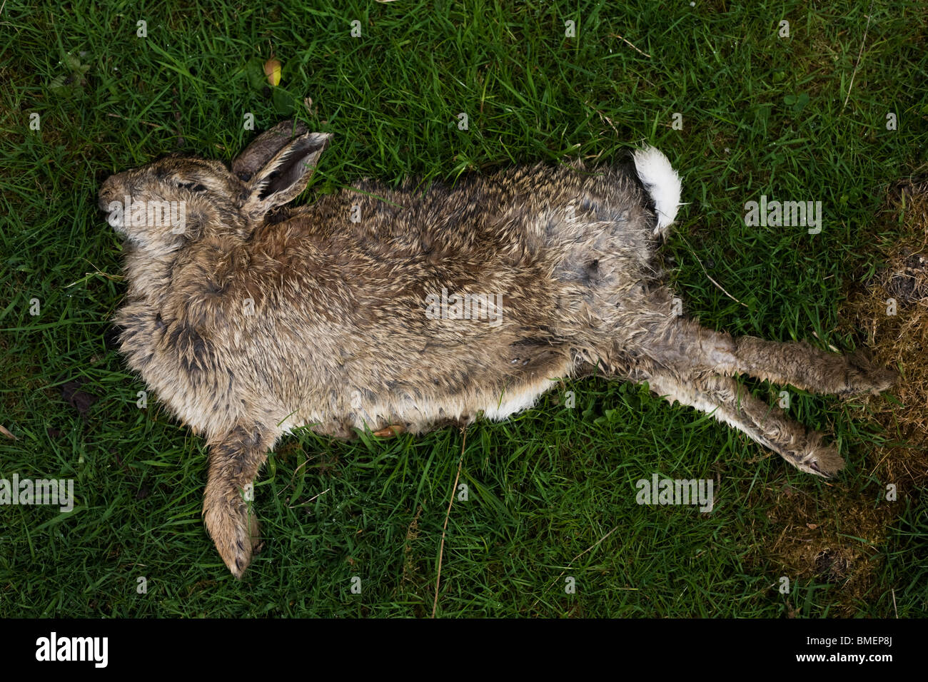Dead rabbit in area of myxomatosis, in Peak District National Park, Derbyshire. Stock Photo