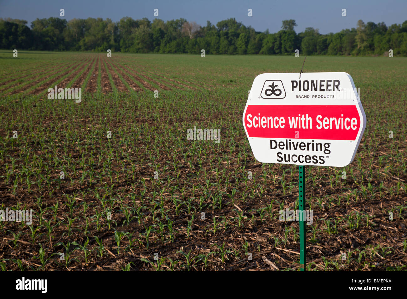 Hybrid Corn Crop Stock Photo