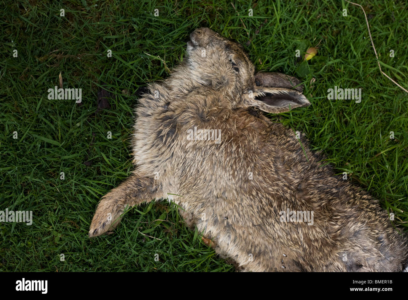 Dead rabbit in area of myxomatosis, in Peak District National Park