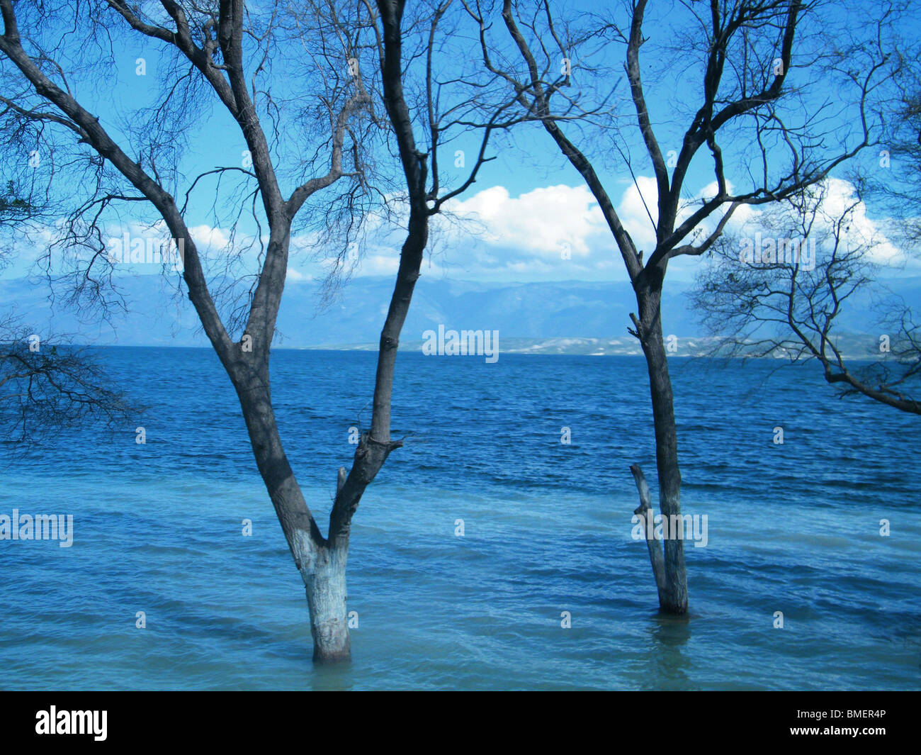 Trees are submerged by the rising water levels of Lake Azua near the border town of Malpasse, Haiti Stock Photo