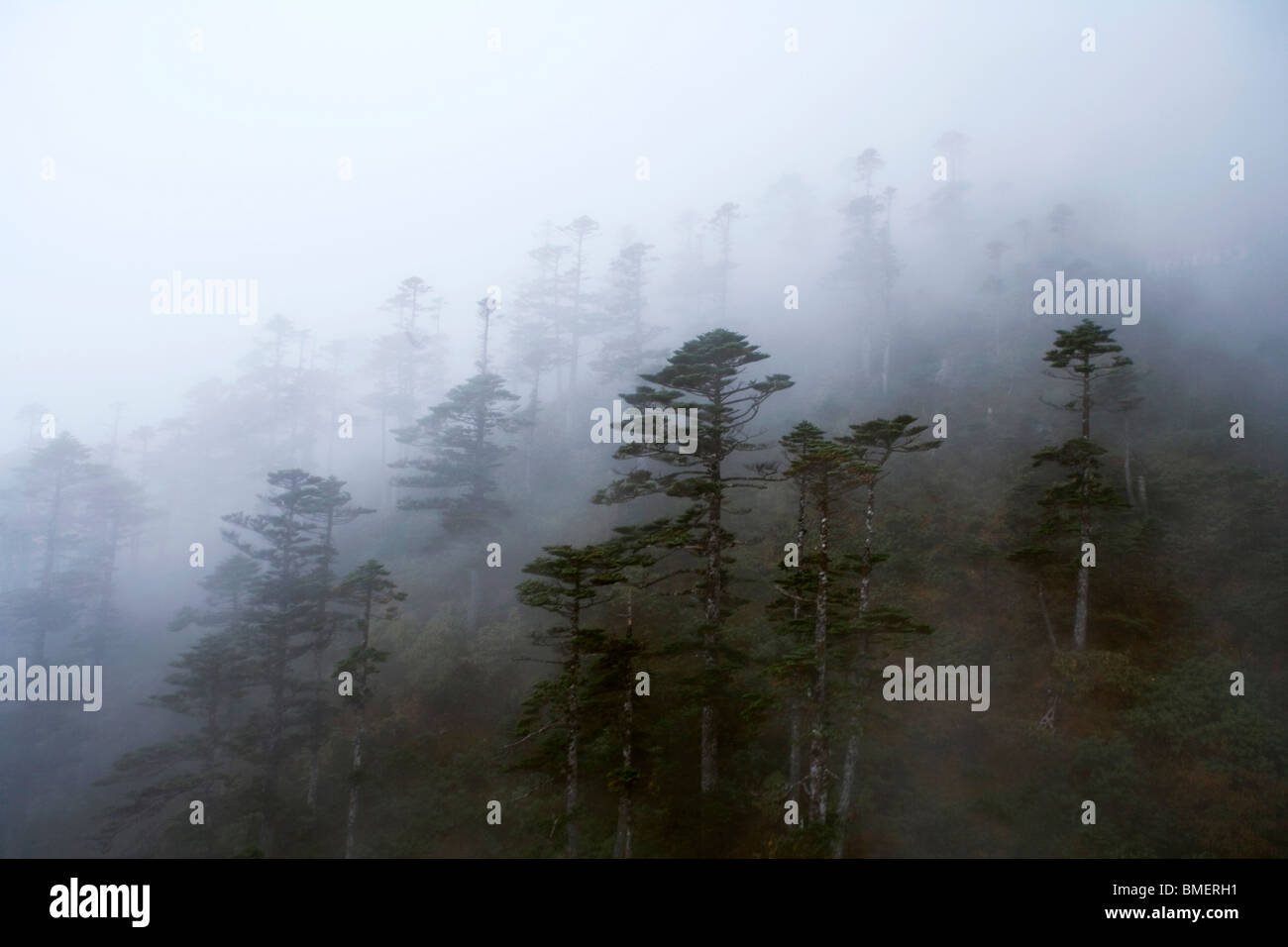 Foggy pine forest in Yulong Snow Mountain, Yulong Naxi Autonomous County, Lijiang City, Yunnan Province, China Stock Photo