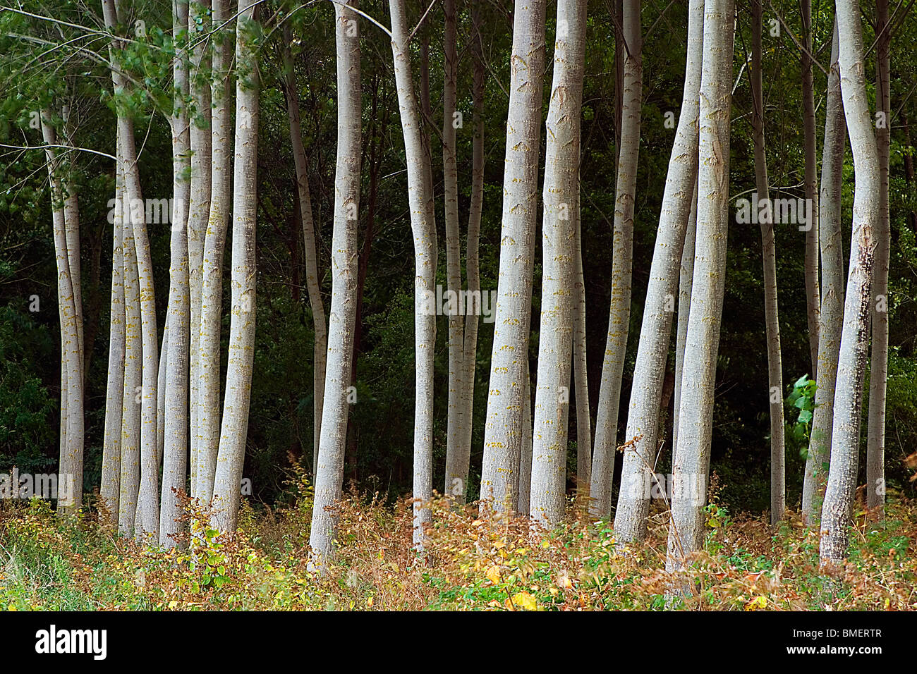 black poplar forest (Populus nigra Stock Photo Alamy