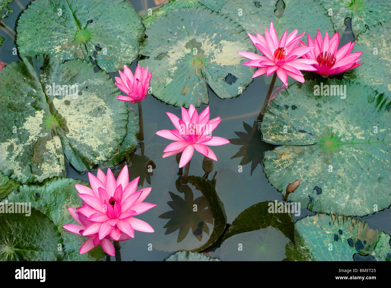 Floating River Flowers Hi Res Stock Photography And Images Alamy Floating River Flowers Hi Res Stock Photography And Images Alamy