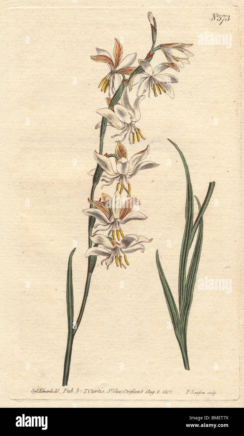 Nodding-flowered ixia with white, orange and yellow veined flowers.  Ixia radiata Stock Photo