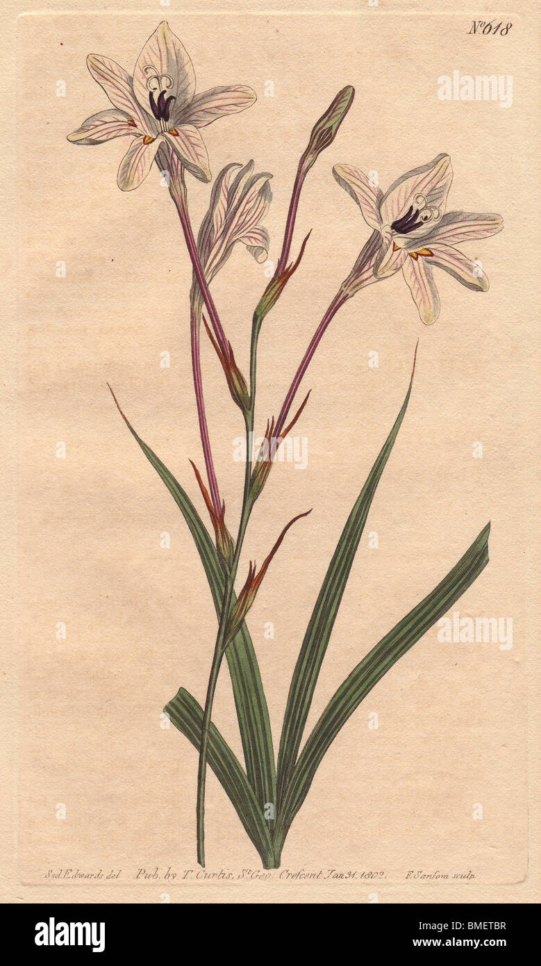Long-tubed tritonia with pink stems and pink veined white flowers.  Tritonia capensis Stock Photo