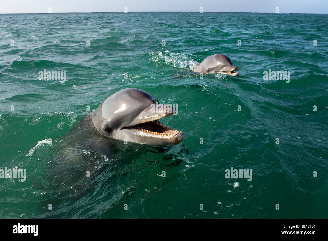 Bottlenose Dolphins, Honduras Stock Photo