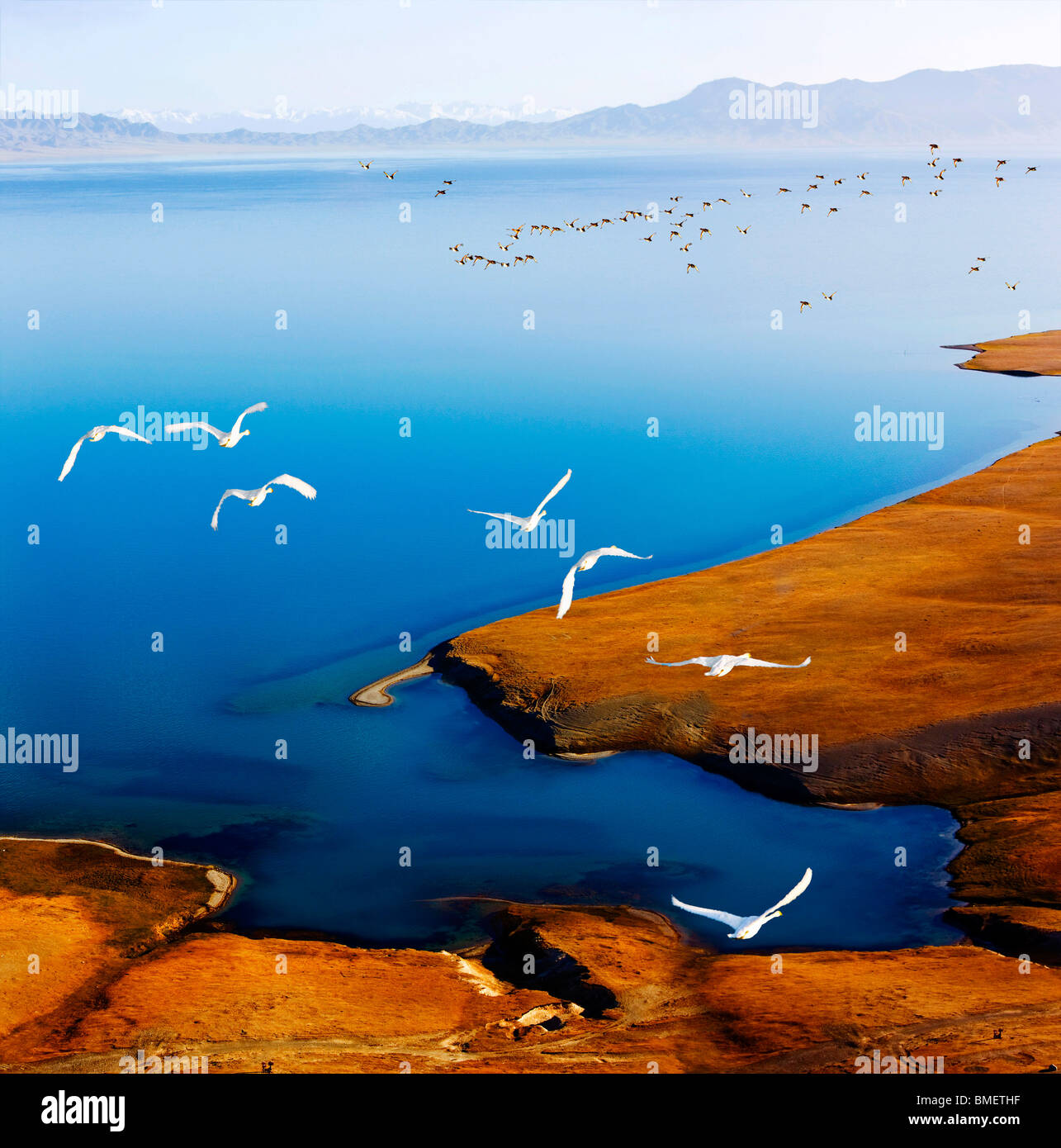 Swan flying over Sailim Lake, Bole County, Bortala Mongol Autonomous Prefecture, Xinjiang Uyghur Autonomous Region, China Stock Photo