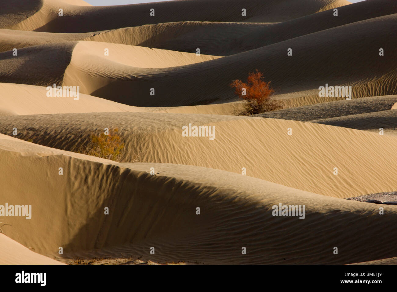 Lonely tree in Taklamakan Desert, Bayingolin Mongol Autonomous Prefecture, Xinjiang Uyghur Autonomous Region, China Stock Photo