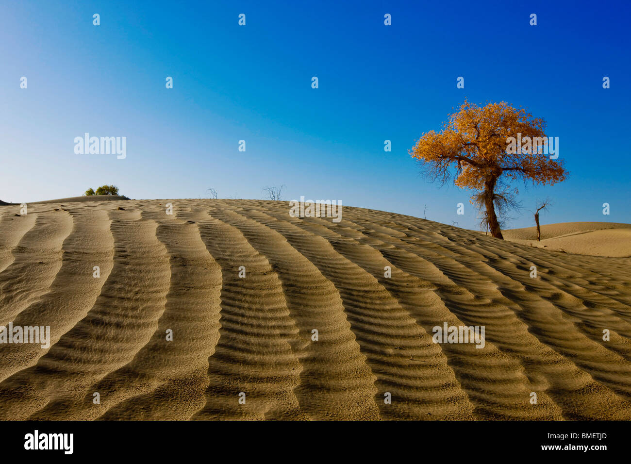 Euphrates Poplar tree in Taklamakan Desert, Bayingolin Mongol Autonomous Prefecture, Xinjiang Uyghur Autonomous Region, China Stock Photo