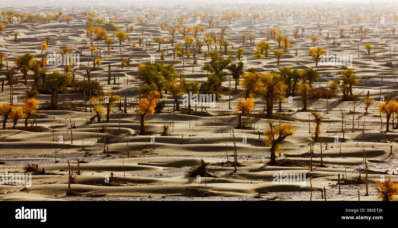 Euphrates Poplar trees in Taklamakan Desert, Bayingolin Mongol Autonomous Prefecture, Xinjiang Uyghur Autonomous Region, China Stock Photo