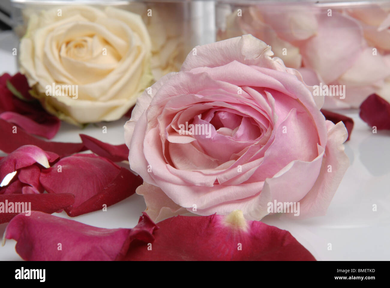 Freeze Dried Garden Roses