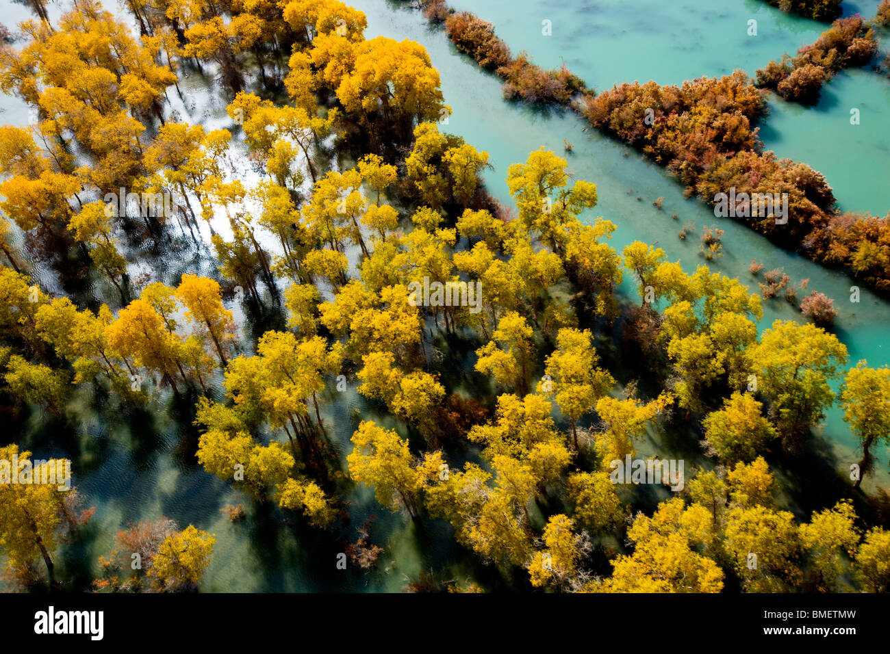 Aerial view of Euphrates Poplar forest in Xayar County, Aksu Prefecture