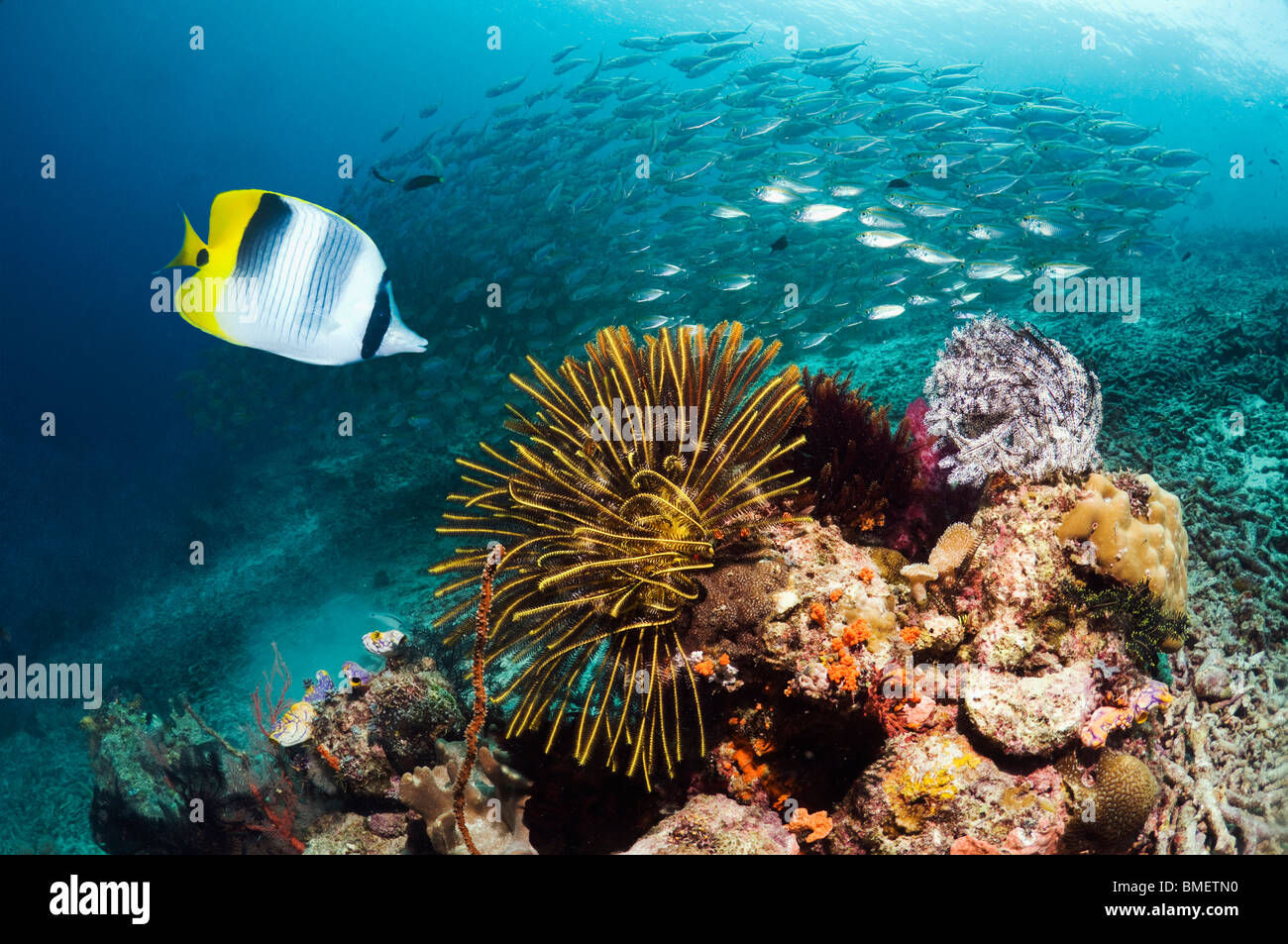 Pacific double-saddle butterflyfish with featherstars and a school of Bigeye scad.  Misool, Raja Empat, West Papua, Indonesia. Stock Photo