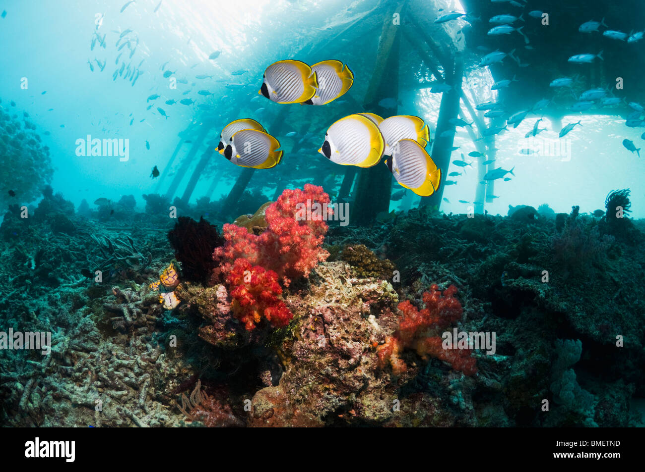 Panda butterflyfish with jetty in background.  Misool, Raja Empat, West Papua, Indonesia. Stock Photo