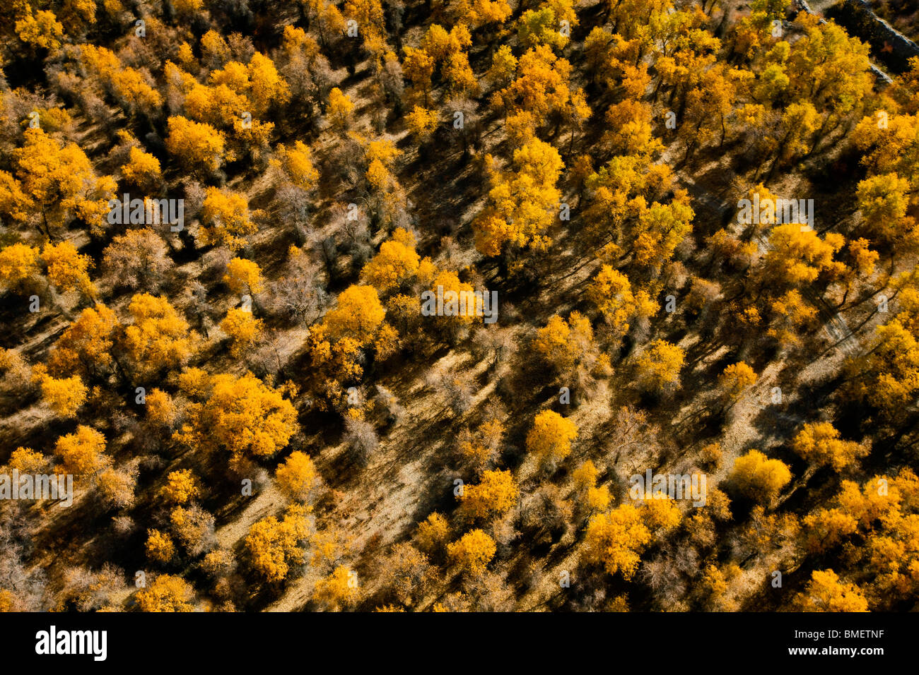 Aerial view of Euphrates Poplar forest in Xayar County, Aksu Prefecture